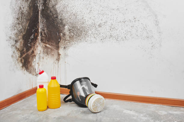 Best Commercial Mold Removal  in Laughlin Af, TX