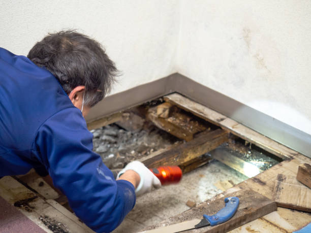 Best Black Mold Removal  in Laughlin Af, TX
