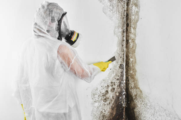 Professional Mold Removal in Laughlin Af, TX