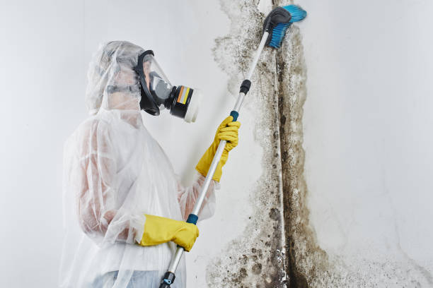 Best Same-Day Mold Removal  in Laughlin Af, TX