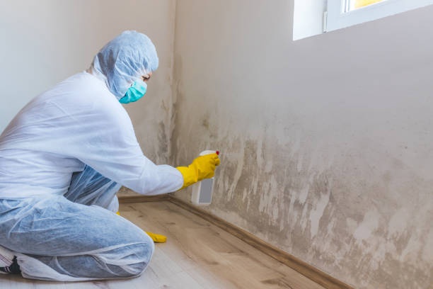 Attic Mold Removal in Laughlin Af, TX