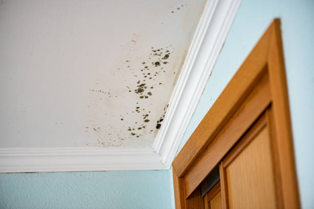 Best Mold Remediation  in Laughlin Af, TX