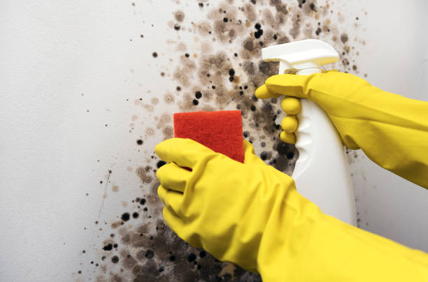 Best Residential Mold Removal  in Laughlin Af, TX