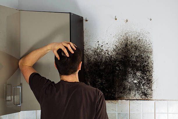 Best Mold Removal Near Me  in Laughlin Af, TX