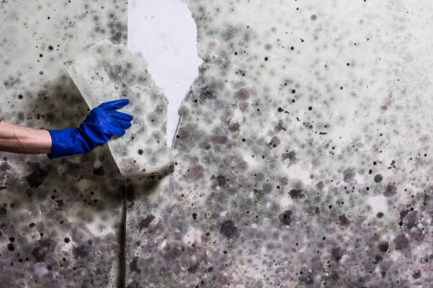 Best Professional Mold Removal  in Laughlin Af, TX